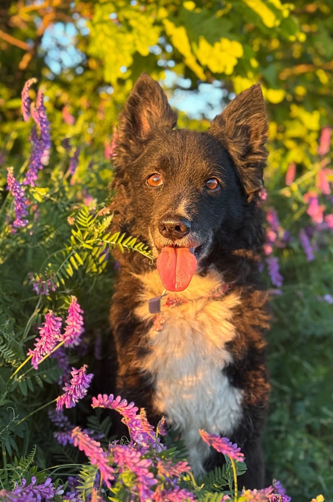 Golden hour